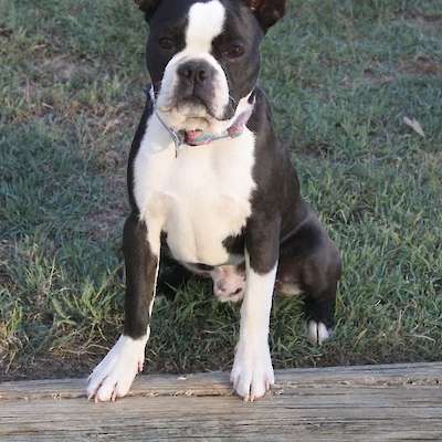 7 Month Old Boy looking for a forever home