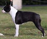 AUST CHAMPION Aus CH Zareba Shinebrite Lika Diamond 