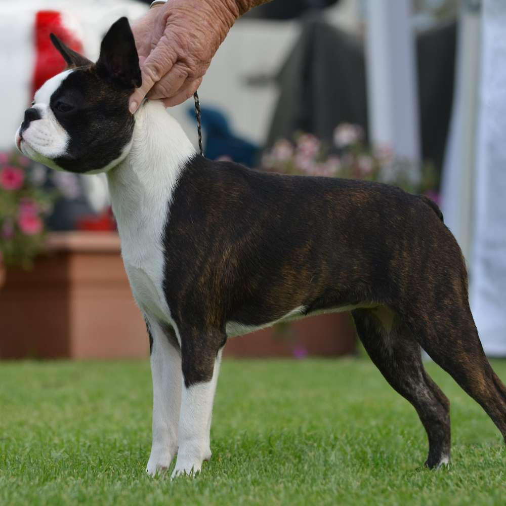 Shebos Diamonds Are Forever